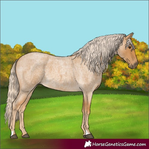Horse Color:Palomino Roan
