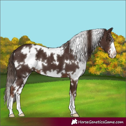 Horse Color:White Spotted Liver Chestnut