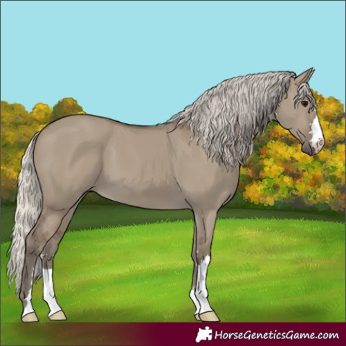 Horse Color:Silver Smoky Grullo 