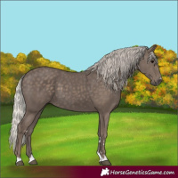 Horse Color:Unknown 