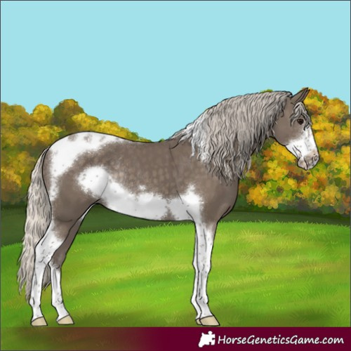 Horse Color:Silver Smoky Black Tobiano Frame Rabicano 