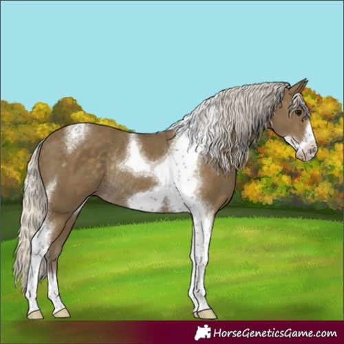Horse Color:Silver Smoky Black Tobiano Frame Rabicano 
