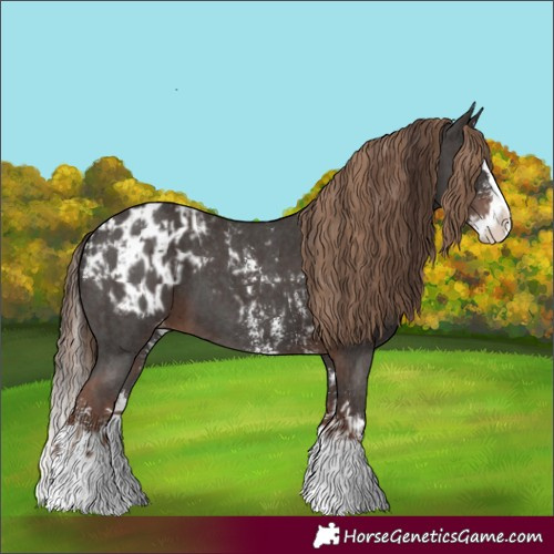 Horse Color:Liver Chestnut Sabino Splash Appaloosa and Liver Chestnut Sabino Splash Appaloosa