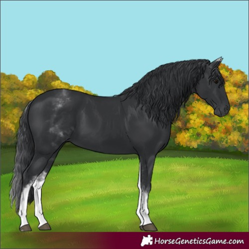 Horse Color:White Spotted Black 
