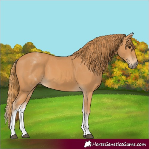 Horse Color:Unknown 