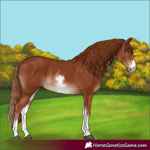 Horse Color:White Spotted Chestnut Sabino Rabicano 