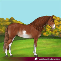 Horse Color:White Spotted Chestnut Sabino Rabicano