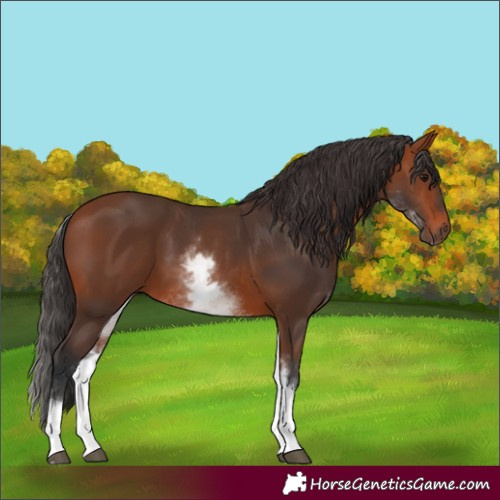 Horse Color:Unknown 