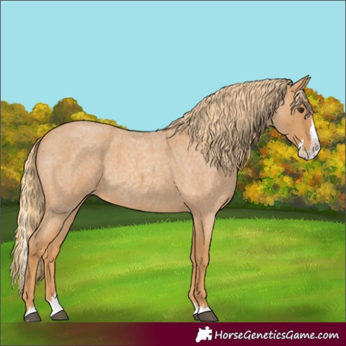 Horse Color:Red Roan Splash 