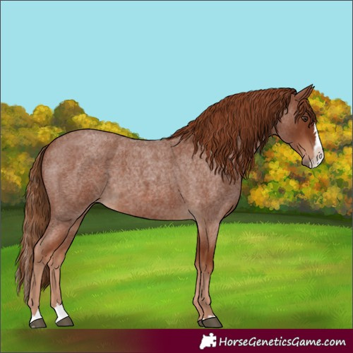 Horse Color:Unknown 