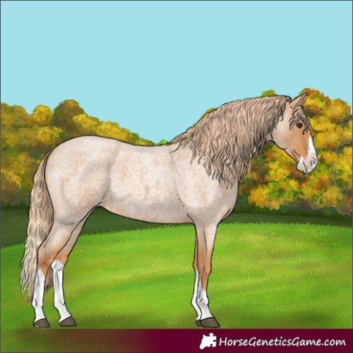 Horse Color:Red Roan Splash