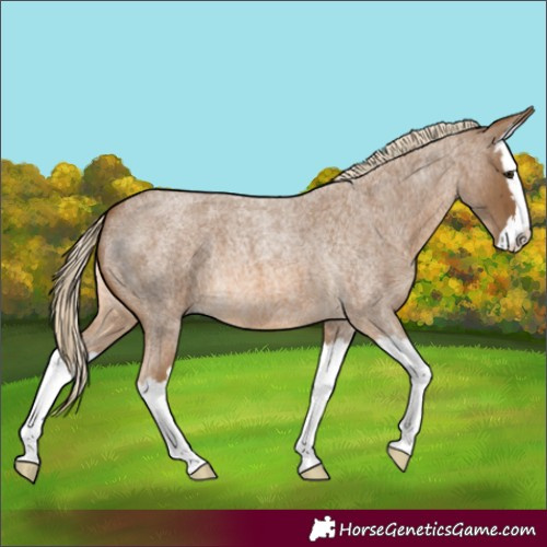 Horse Color:Chocolate Palomino Roan Splash 