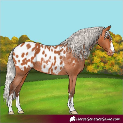 Horse Color:Silver Bay Appaloosa Rabicano
