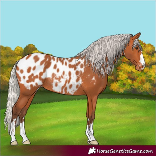 Horse Color:Silver Bay Appaloosa Rabicano 