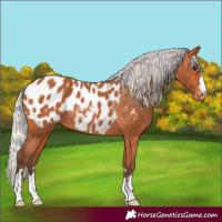 Horse Color:Silver Bay Blanket Rabicano