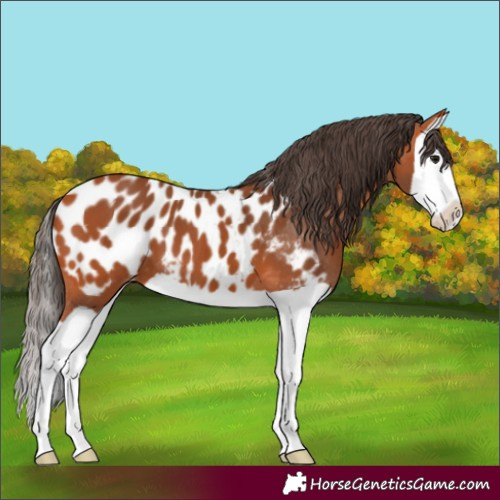 Horse Color:Bay Splash Appaloosa