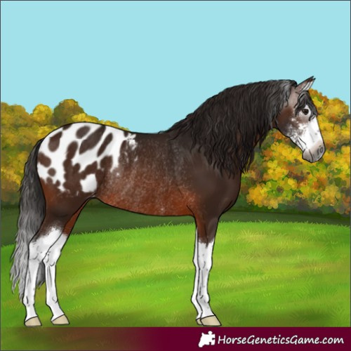 Horse Color:Gray Bay Sabino Splash Appaloosa Rabicano 