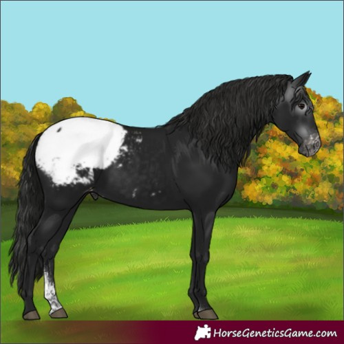 Horse Color:Gray Black Sabino Snowcap Rabicano