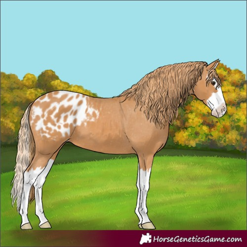 Horse Color:Chestnut Splash Appaloosa