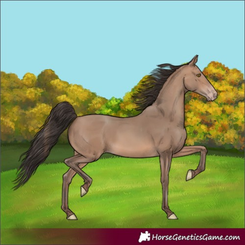 Horse Color:Unknown 