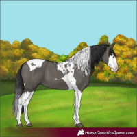 Horse Color:Unknown 