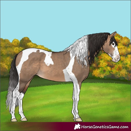 Horse Color:Brown Dun Sabino Splash Tobiano 