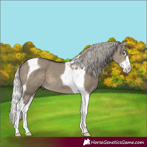 Horse Color:Silver Smoky Grullo Splash Tobiano 