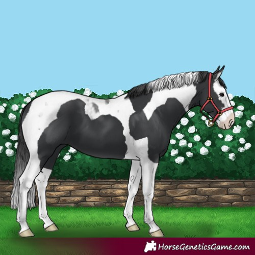 Horse Color:Black Splash Tobiano