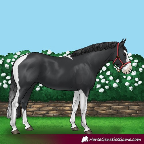 Horse Color:Black Splash Tobiano 