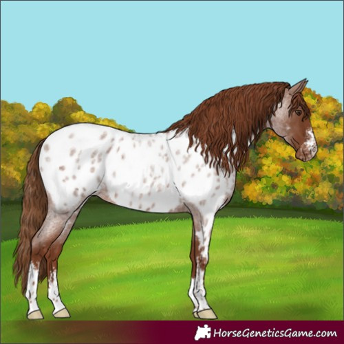 Horse Color:Red Roan Sabino Near Leopard 