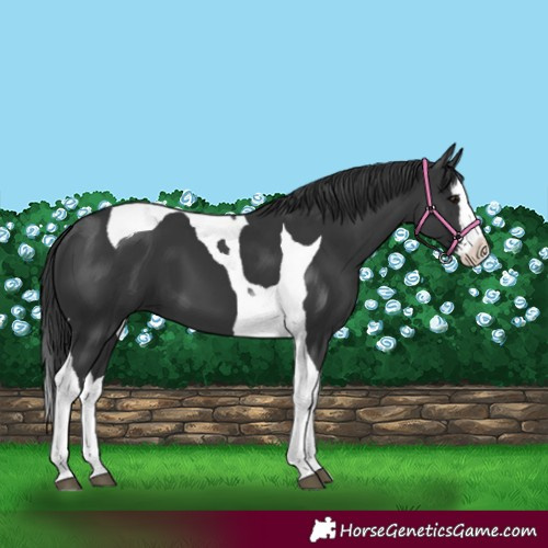 Horse Color:Black Splash Tobiano 