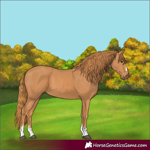 Horse Color:Unknown 