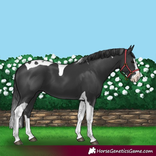 Horse Color:Black Splash Tobiano 