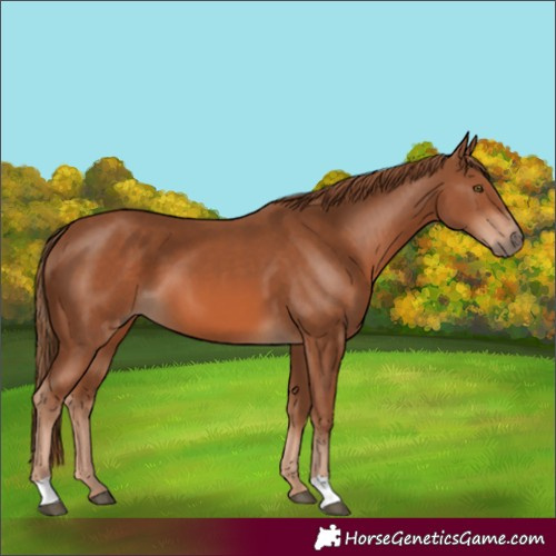 Horse Color:Chestnut 