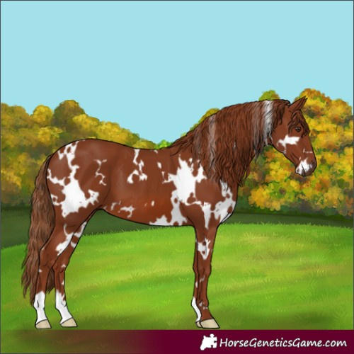 Horse Color:White Spotted Chestnut 