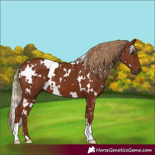 Horse Color:White Spotted Chestnut