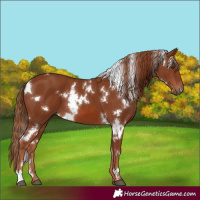 Horse Color:White Spotted Chestnut