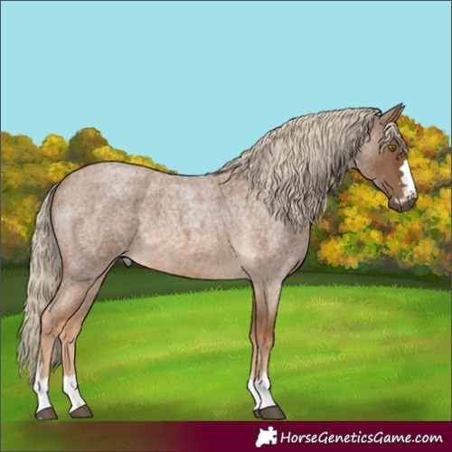Horse Color:Chocolate Palomino Roan