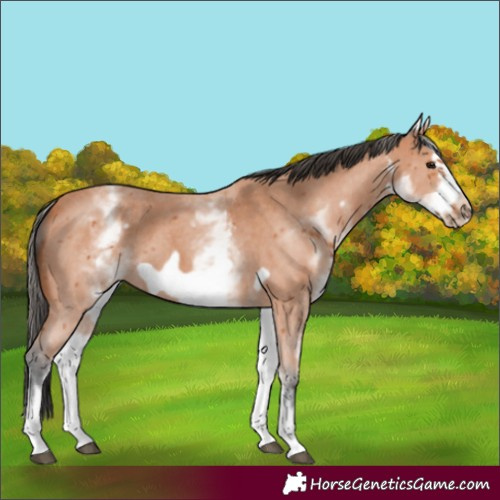 Horse Color:White Spotted Bay Sabino Frame