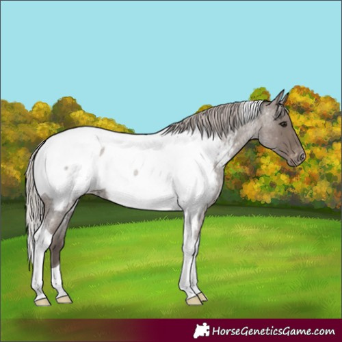 Horse Color:Silver Blue Roan Tobiano Appaloosa