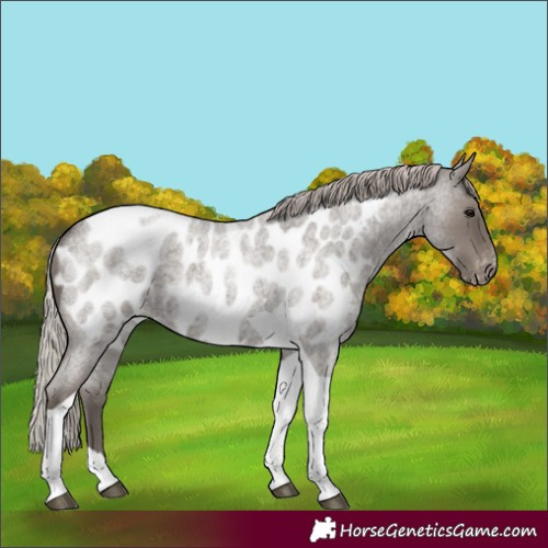 Horse Color:Silver Blue Roan Tobiano Appaloosa 