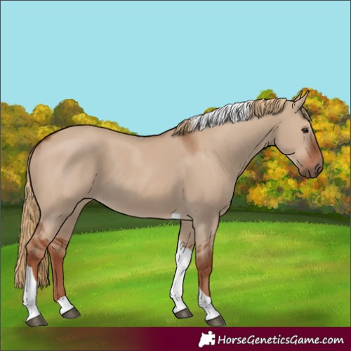 Horse Color:Red Dun Tobiano 