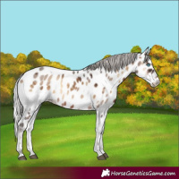 Horse Color:Silver Brown Onyx Merle Tobiano Near Leopard Rabicano 