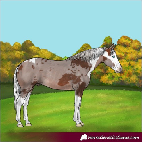 Horse Color:Silver Bay Merle Splash Rabicano 