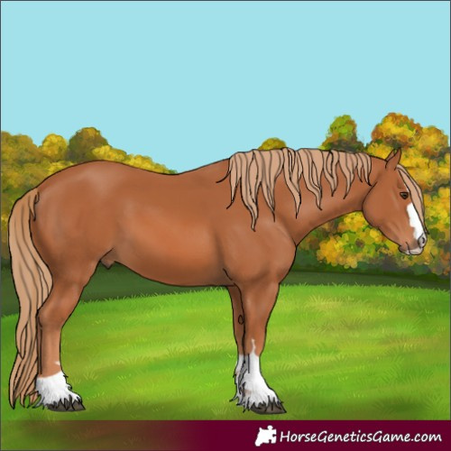 Horse Color:Chestnut 
