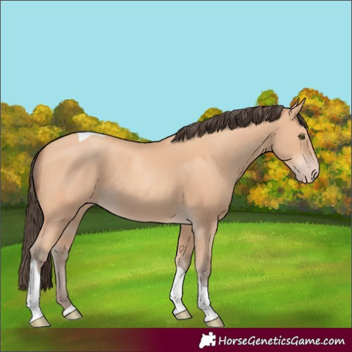Horse Color:Amber Champagne Tobiano