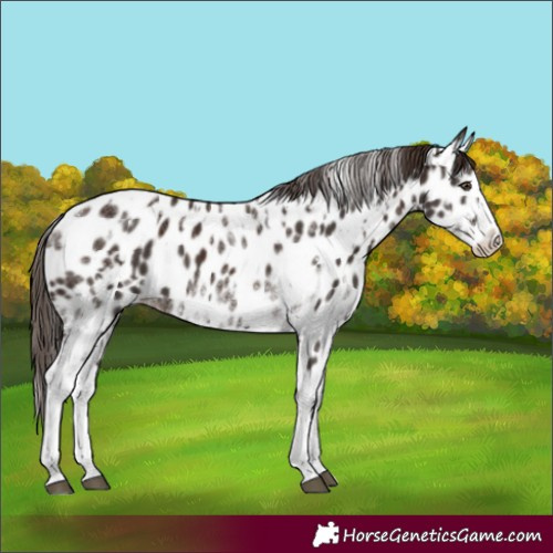 Horse Color:Liver Chestnut Sabino Splash Appaloosa  and White Spotted Liver Chestnut Splash Appaloosa 