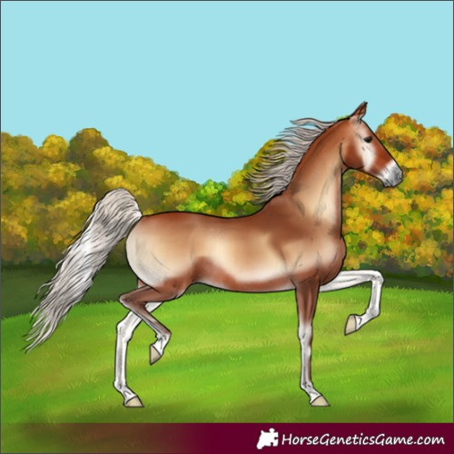 Horse Color:Silver Bay Onyx Rabicano