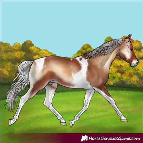 Horse Color:Silver Bay Onyx Tobiano 