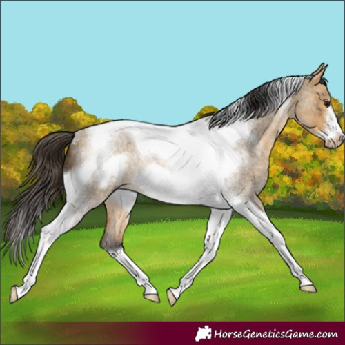 Horse Color:Buckskin Roan Dun Tobiano Frame Rabicano 